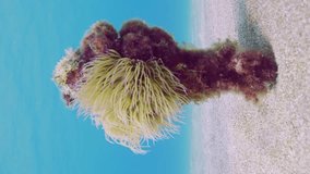 Vertical video, Mediterranean snakelocks sea anemone (Anemonia sulcata) settled on mooring rope protruding from sand seabed and swaying in bright sun rays, Slow motion