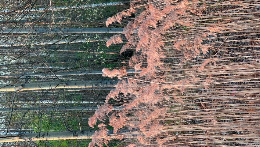 dry grass sways in the wind, trees with green leaves in the background
