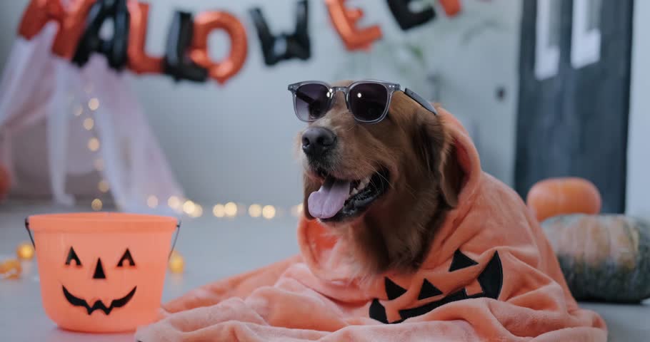 A golden retriever dog in a Halloween costume and glasses lies against the background of Halloween decorations. Happy Halloween. Halloween card with a dog. | Shutterstock HD Video #1109182873