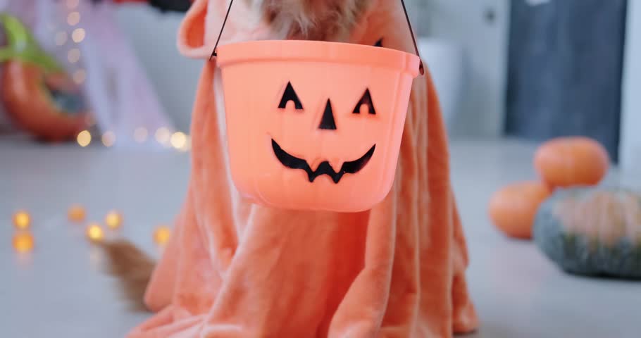 A golden retriever dog in a Halloween witch costume holds a Halloween bucket in his mouth. Pumpkins and decorations for Halloween party celebration. Trick or treat. Funny Halloween pets. | Shutterstock HD Video #1109182879