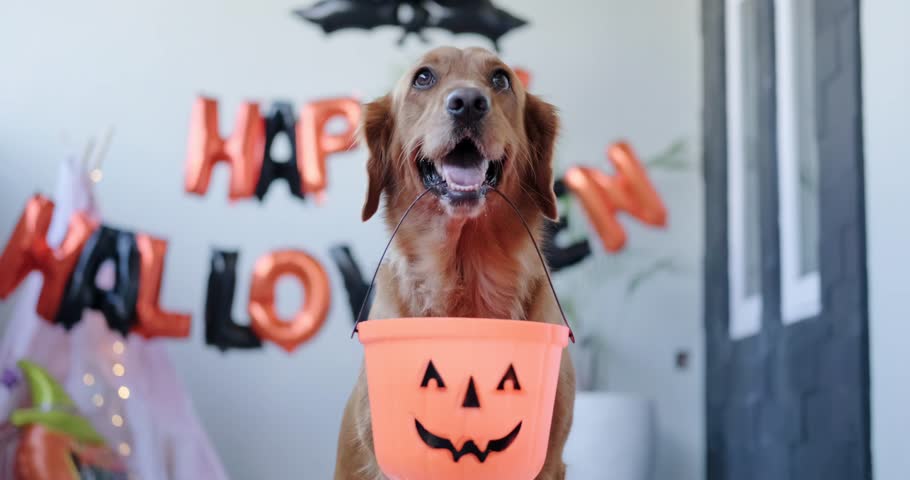 Portrait of a golden retriever dog holding a Halloween bucket in its teeth. Cute dog look for treats on Halloween, autumn harvest festival. Celebrating Halloween with pets. | Shutterstock HD Video #1109182881