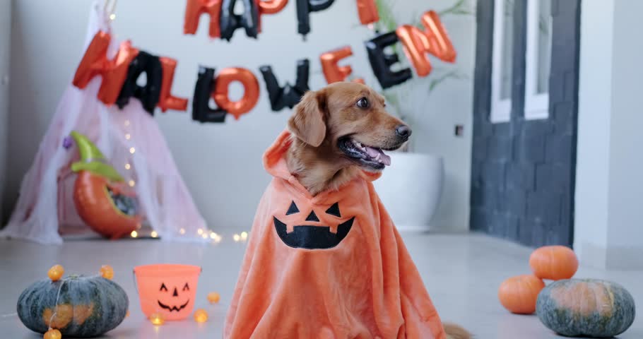Halloween dog in a pumpkin costume. A dog of the Golden Retriever breed sits against the background of Happy Halloween decorations in a pumpkin costume. Funny animals for Halloween. | Shutterstock HD Video #1109182911