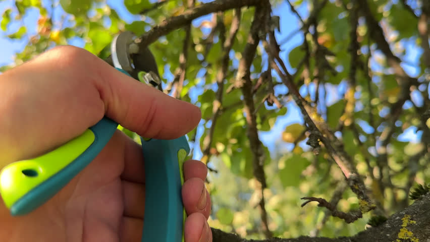 Pruning tree with clippers on backyard in village. Pruning  tools. Cut branch use branch cutter. Cutting branches on apple tree use Garden pruning shears. Trimming tree branch in rural garden.
