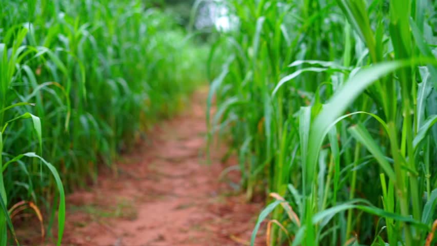 Small way passing through near young millet or Bajara field. Beautiful outdoor shot of pearl millet or Pennisetum glaucum field Royalty-Free Stock Footage #1109186661