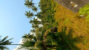 Vertical video. FPV drone flying among towering palm trees in a wild tropical palm forest on a beautiful sunny day in Thailand.