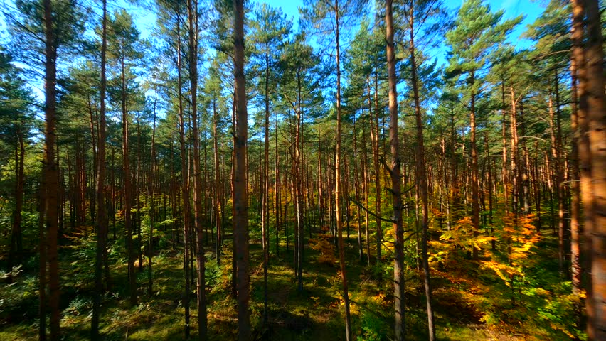 FPV drone smooth flight through autumn forest with sun rays coming in.