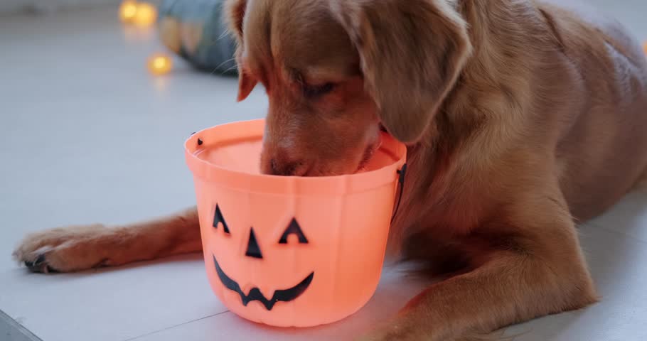 Celebrating Halloween with a dog. A golden retriever dog puts its face in a trick-or-treating bin in honor of Halloween. Halloween treats and costume. | Shutterstock HD Video #1109187767