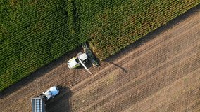 Farm combine machine and semi truck harvesting corn. Teamwork, modern efficiency, common sense methodology. Aerial view.