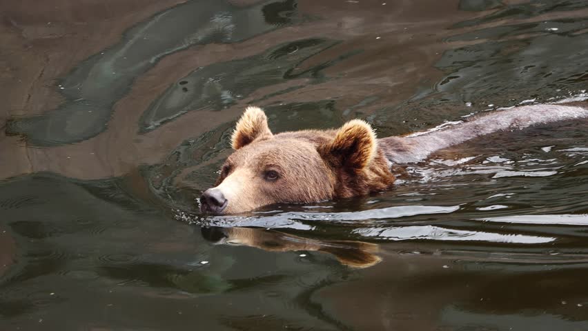 Large Brown Grizzly Bear swimming in lake, Norway. Norwegian wildlife. | Shutterstock HD Video #1109189381
