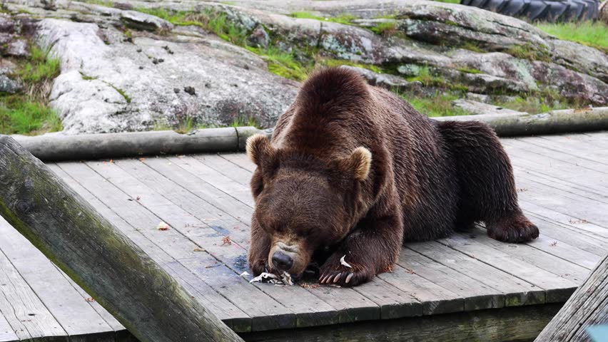 Large Brown Grizzly Bear eating a fish on wooden platform in wildlife park in Norway. Norwegian wildlife. | Shutterstock HD Video #1109189383