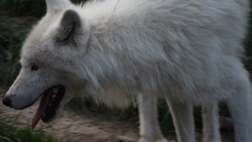 Close-up slow-mo: Running polar wolf head. | Shutterstock HD Video #1109194297