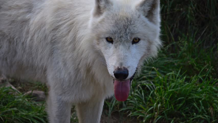 Slow-motion footage of a white wolf vigilantly observing. | Shutterstock HD Video #1109194307