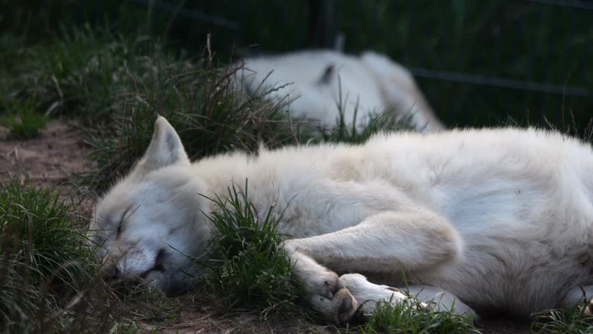Annoyed polar wolf lies down, disturbed by flies. | Shutterstock HD Video #1109194309