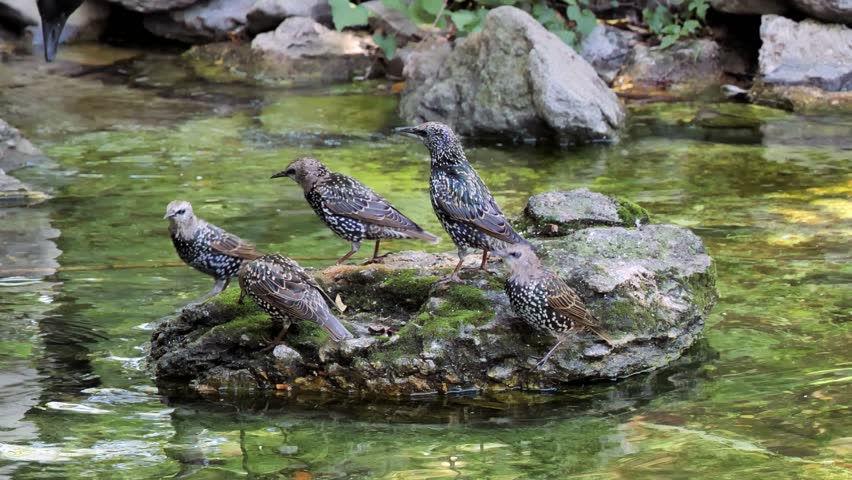 Young common starlings (Sturnus vulgaris) swimming in a pond in the park. 