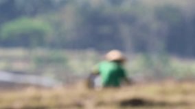 blur video of an Indonesian farmer grazing in a rice field on a sunny morning
