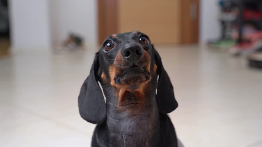 Portrait of dachshund dog looking up, angry, indignant, barking, licking, shaking head Daring spoiled naughty child rebel, snaps, protests, emotionally clashes Tantrums, difficult characte, puberty Royalty-Free Stock Footage #1109199733
