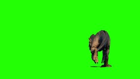 Allosaurus Dinosaur on Green Screen Background video 