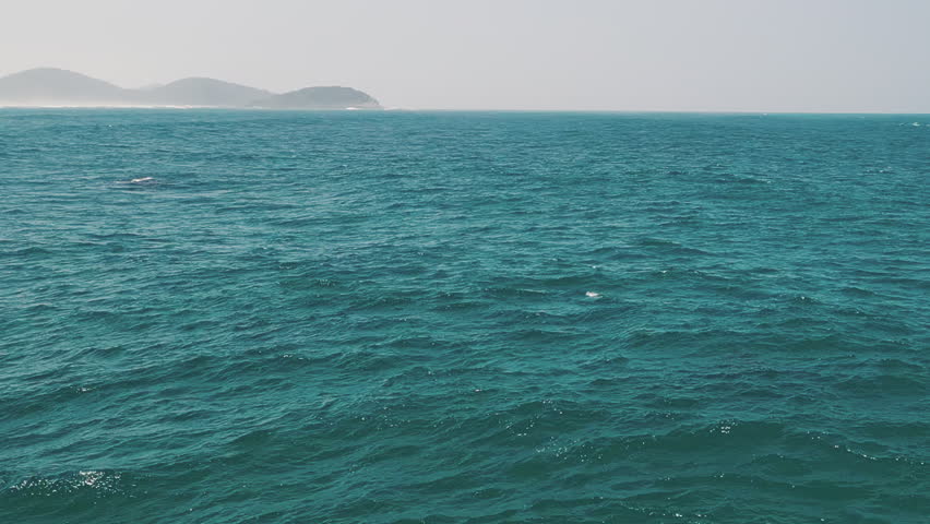 The southern right whale, Eubalaena australis. Mother and calf of the Right Whales swim near Brazilian shore near the town of Imbituba. the calf breaches and falls with splash
