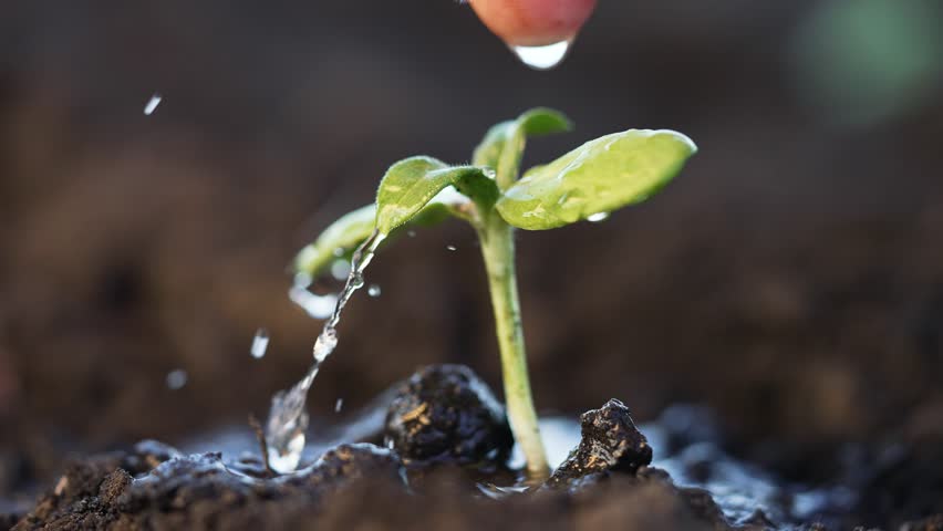 Drops of water from hand drip onto green sprout in soil.Farmer irrigates green bud in fertile soil.Seedlings are watered with water in ground.Irrigation solution of crops on farm.Sprout in water drops Royalty-Free Stock Footage #1109208317