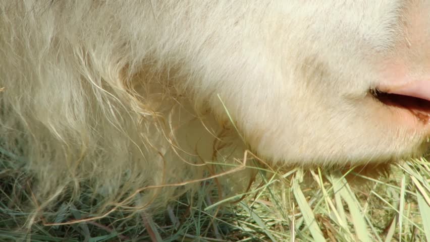 Close-up of the head of a yak eating hay. | Shutterstock HD Video #1109208405