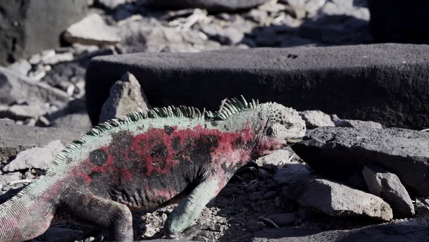 a marine iguana, Amblyrhynchus cristatus, also sea, saltwater, or Galapagos marine iguana, is an endemic reptile species, the only lizard, that can feed under water, only found on Galapagos islands.