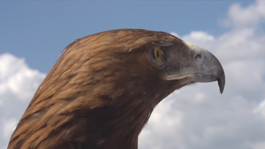 Sharp-Sighted Bird of Prey. The head of a golden eagle with a sharp look against the blue sky and white clouds | Shutterstock HD Video #1109216603