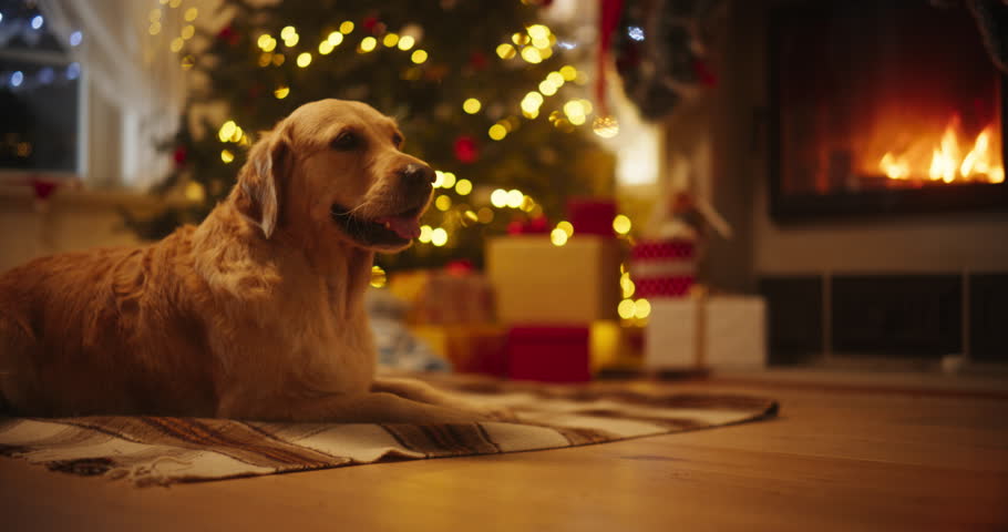 Cute Purebred Golden Retriever Enjoying the Warmth Inside on a Winter Night: Dog Resting Next to a Fireplace Decorated Christmas Ornaments, Garlands and Stockings. Magical Time of a Holiday. Zoom in Royalty-Free Stock Footage #1109217867