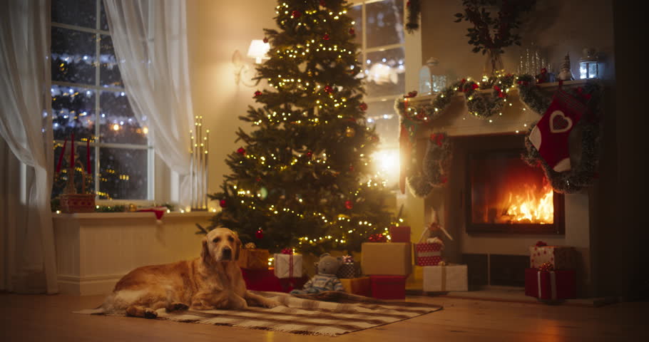 Warm Atmosphere on a Christmas Winter Snowy Night: Cute Purebred Golden Retriever Dog Resting Next to a Fireplace Decorated Ornaments, Garlands and Stockings. Magical Time of a Holiday Full of Love