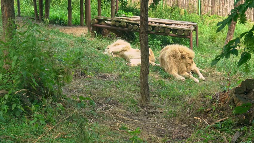 Two lions lie on grass in the zoo enclosure. One lion sleeps on his back, the second lies and washes licking paw. Kings of beasts in captivity rest on a bright summer sunny day. Animal king - big cat | Shutterstock HD Video #1109219241