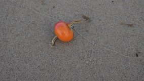 Rose hip taken by the sea. 
Video showing how sea water moves an orange rose fruit.