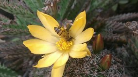 bee collecting pollen on yellow cactus flower