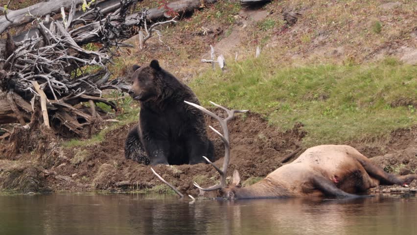Grizzly Bear with a recently killed elk on the shore of the Yellowstone River in Yellowstone National Park, Wyoming. | Shutterstock HD Video #1109223063