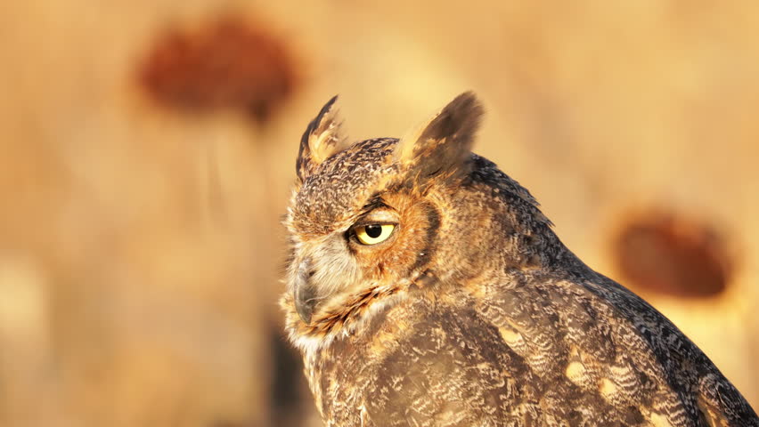 Portrait of a perched Great Horned Owl | Shutterstock HD Video #1109223141