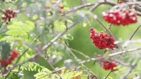 In morning sunlight, video displays ripe Rowan berries. This mystical tree, thwarting witches and revealing the future, is a jam source, treasured by wildlife in woods and towns.