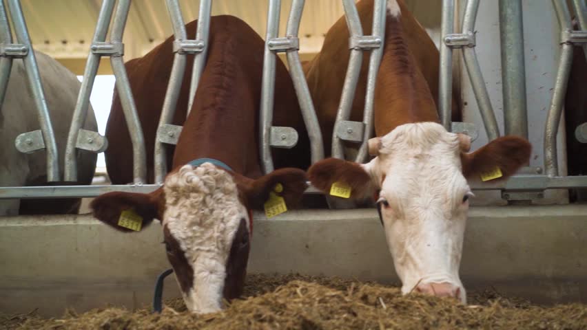 Cows eating fodder in the barn. panorama | Shutterstock HD Video #1109239631