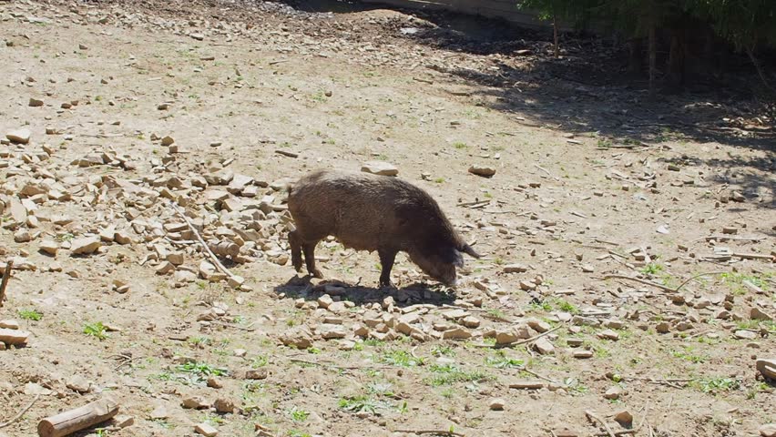 A wild boar female walks in the meadow in search of food during sunny day. Dark hairy pig Sus scrofa looking for food in a paddock.  | Shutterstock HD Video #1109246053