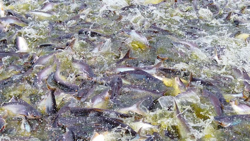 High density intensive fish farming, huge number of fish eating feed slow motion footage | Shutterstock HD Video #1109250347