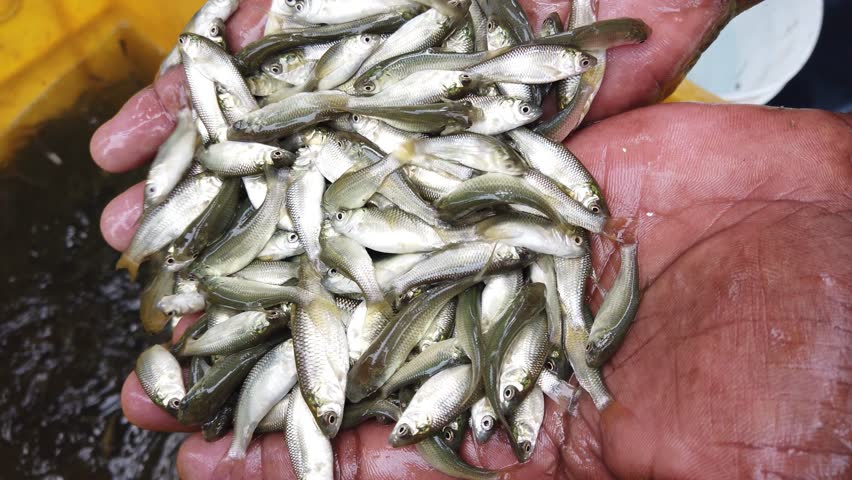 High quality carp fish seed in hand rohu catla carp fingerling sale in fish hatchery | Shutterstock HD Video #1109250359