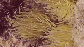 Vertical video, Mediterranean snakelocks sea anemone (Anemonia sulcata) on large coastal rocks swaying in bright sunrays in Mediterranean sea, Slow motion