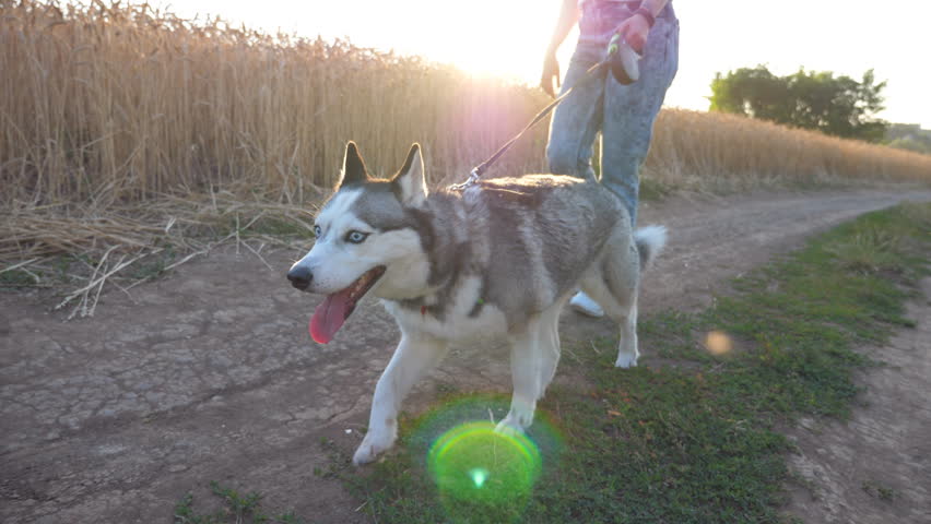 Dolly shot of siberian husky dog pulling the leash during walking along road near wheat field at sunset. Feet of young girl going along the path near meadow with her cute pet. Low angle view Royalty-Free Stock Footage #1109251393
