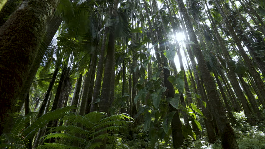 Cinematic gimbal shot of lush vegetation in tropical rainforest in Hilo in Hawaii Island, USA