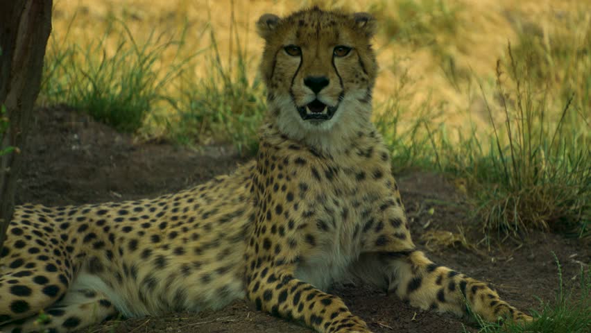 A cheetah is resting in the shade with heavy breathing.

