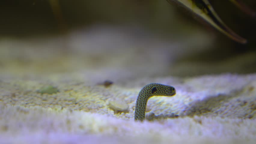 wormfish sticking in the ground and looking around

