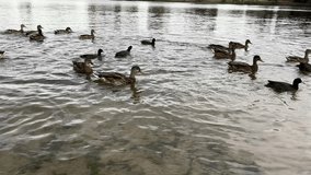 Wild ducks swim on the lake. In the city.
