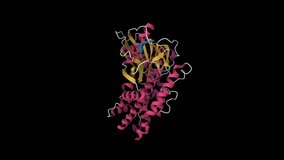 Human glucokinase in complex with novel amino thiazole activator. Animated 3D cartoon model and Gaussian surface , secondary structure color scheme, PDB 4mle, black background