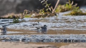White wagtail, two small birds with long tail, bathes in moving water at sunset. Bird flaps its wings, splashing water everywhere. Droplets sparkle in setting sun