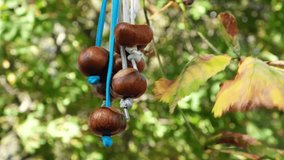 Bunch of Conkers on strings hanging in the yard in windy weather. Autumn day. Conkers - traditional British children's game played using the seeds of Horse Chestnut trees.