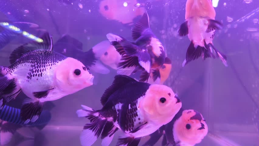 Beautiful red and black Oranda goldfish in underwater aquarium. Carassius auratus is one of the most popular ornamental fish. | Shutterstock HD Video #1109256829