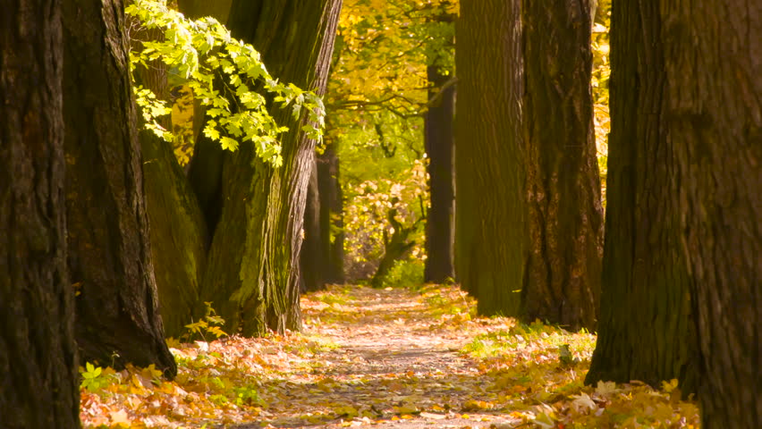 Sunny Autumn Day in the Old Park. Slow Motion. An old alley with huge trees on a sunny, windy October day. A moment of beautiful leaf fall | Shutterstock HD Video #1109257125