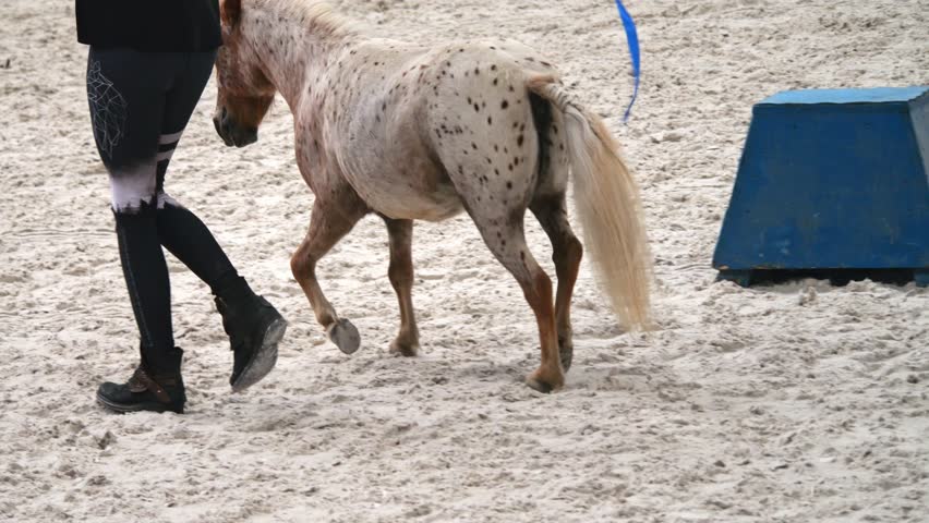 Pony performs in a horse agility event, skillfully obeying the ground handler. | Shutterstock HD Video #1109263233